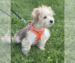 Small Photo #6 Morkie Puppy For Sale in ROCK STREAM, NY, USA