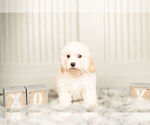 Small Photo #4 Bichpoo Puppy For Sale in WARSAW, IN, USA