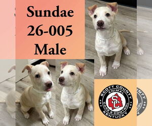 Mutt Dogs for adoption in Georgetown, KY, USA