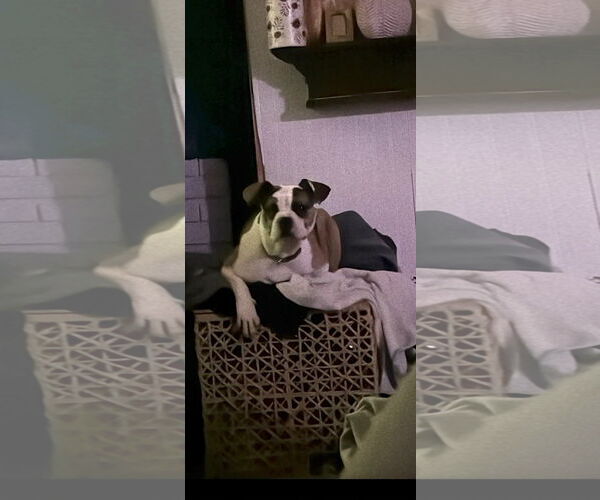 Medium Photo #3 Boxer-Unknown Mix Puppy For Sale in Fenton, MO, USA