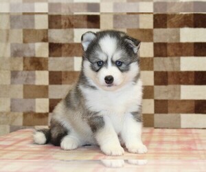 Pomsky Puppy for sale in DENVER, PA, USA