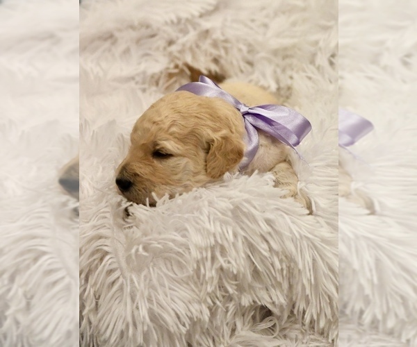 Medium Photo #7 Goldendoodle mix (+ Poodle Standard) Puppy For Sale in HATTIESBURG, MS, USA