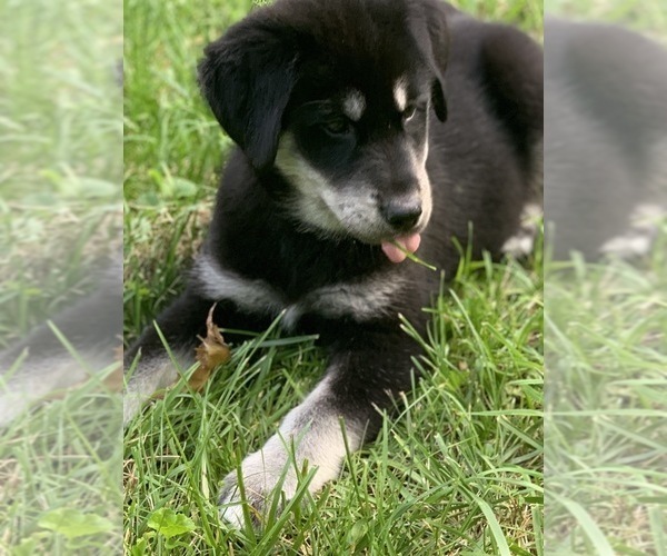 Medium Photo #6 Goberian Puppy For Sale in MORGANTOWN, IN, USA