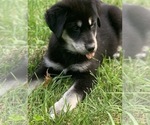 Small Photo #6 Goberian Puppy For Sale in MORGANTOWN, IN, USA