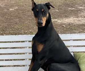 Mother of the Doberman Pinscher puppies born on 09/10/2025