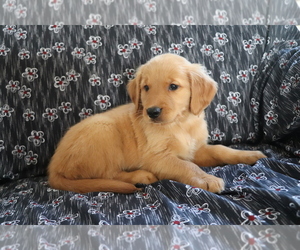 Golden Retriever Puppy for sale in SHILOH, OH, USA