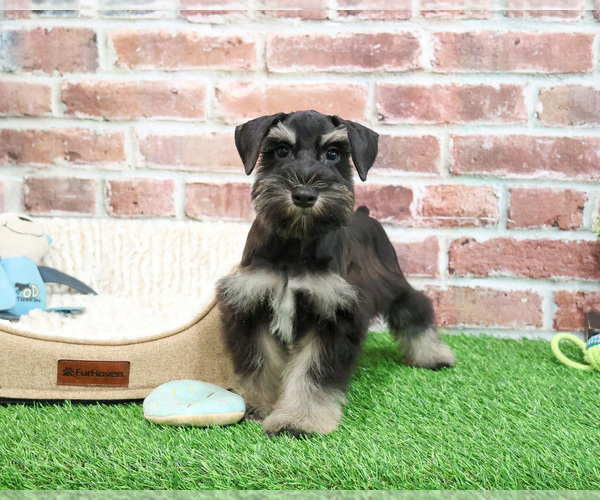 Medium Photo #6 Schnauzer (Miniature) Puppy For Sale in SYRACUSE, IN, USA