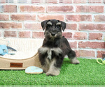 Small #5 Schnauzer (Miniature)