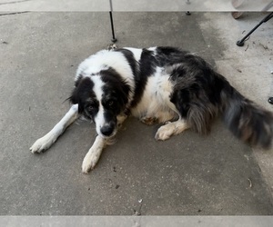 Mother of the Australian Shepherd-Great Pyrenees Mix puppies born on 11/22/2024