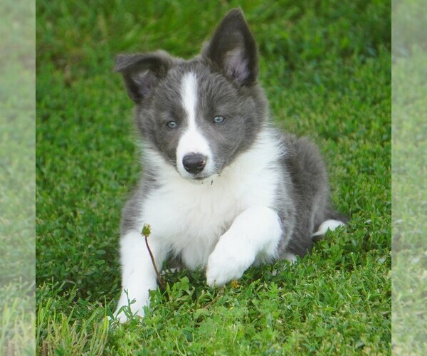 Medium Photo #1 Border Collie Puppy For Sale in DOUGLASS, KS, USA