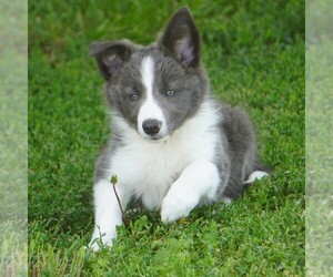 Border Collie Puppy for sale in DOUGLASS, KS, USA