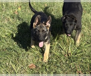 German Shepherd Dog Puppy for Sale in SUMPTER TWP, Michigan USA