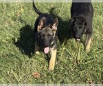 Image preview for Ad Listing. Nickname: Litter of 5