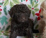 Puppy Dasher Labradoodle