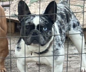 Mother of the French Bulldog puppies born on 08/21/2026