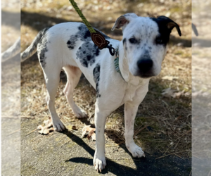 Heily - Female American Pit Bull Terrier-Unknown Mix Dog for Adoption - Photo #5