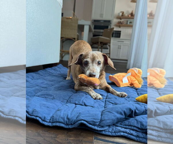 Medium Photo #2 Dachshund Puppy For Sale in Weston, FL, USA