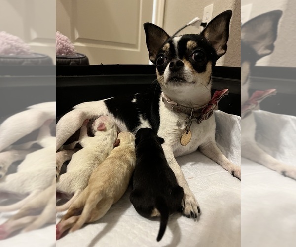 Medium Photo #1 Chihuahua Puppy For Sale in MONTGOMERY, TX, USA