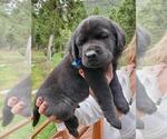 Small Photo #3 Mastador Puppy For Sale in PHILIPSBURG, MT, USA
