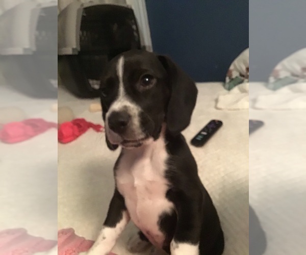 Medium Photo #6 Beagle Puppy For Sale in WILLIAMSON, NY, USA