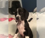 Small Photo #6 Beagle Puppy For Sale in WILLIAMSON, NY, USA