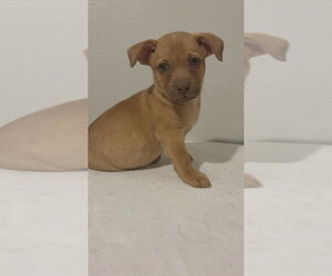 Wynn #5795 - Male Chihuahua-Unknown Mix Dog for Adoption - Photo #3