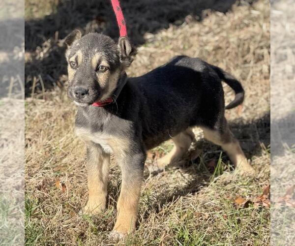 Medium Photo #3 Mutt Puppy For Sale in Yardley, PA, USA