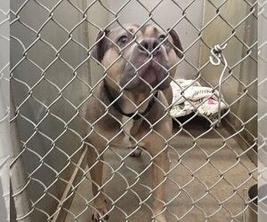Buck - Male Mutt Dog for Adoption - Photo #2