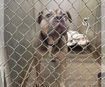 Small Photo #2 Mutt Puppy For Sale in La Porte, IN, USA