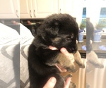 Small Photo #4 German Shepherd Dog Puppy For Sale in GREENSBORO, NC, USA