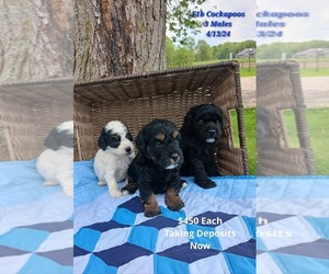 Cavapoo Litter for sale in TOPEKA, IN, USA