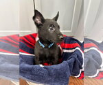 Small #2 Mutt
