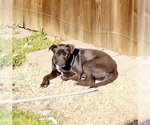 Small Photo #1 American Pit Bull Terrier-Unknown Mix Puppy For Sale in Waco, TX, USA