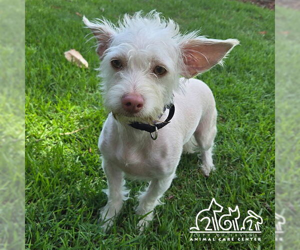 Medium Photo #1 Cairn Terrier Puppy For Sale in Irvine, CA, USA