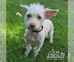 Small Cairn Terrier