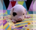 Puppy 7 Dogo Argentino