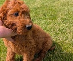 Puppy Quinn Irish Doodle