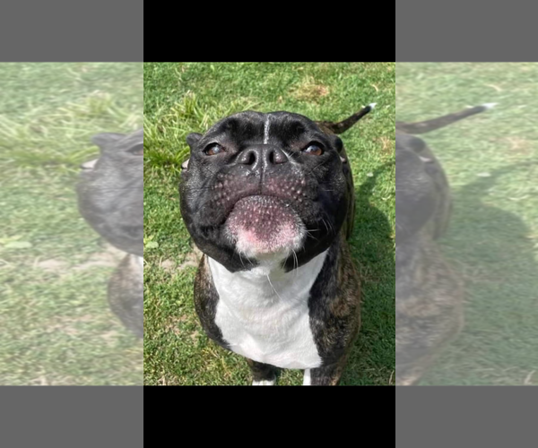 Medium Photo #3 Mutt Puppy For Sale in Lockport, NY, USA