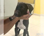 Small Photo #5 Labrador Retriever-Retriever  Mix Puppy For Sale in Washington, DC, USA