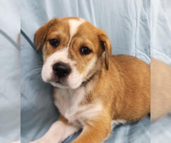 Medium Photo #1 Mutt Puppy For Sale in Thief River Falls, MN, USA