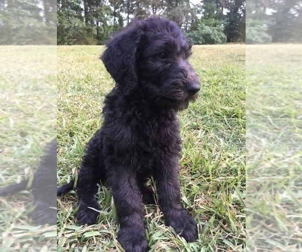 Medium Photo #5 Labradoodle Puppy For Sale in WATERLOO, SC, USA