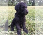 Small Photo #5 Labradoodle Puppy For Sale in WATERLOO, SC, USA