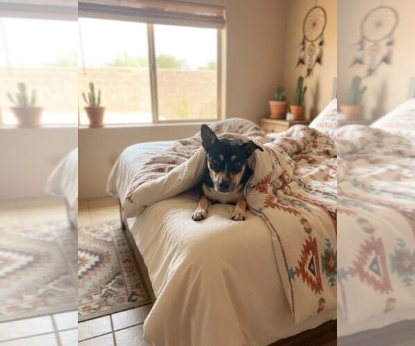 Medium Photo #2 Australian Kelpie-Unknown Mix Puppy For Sale in Pena Blanca, NM, USA