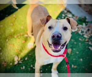 Labrador Retriever-Unknown Mix Dogs for adoption in Orlando, FL, USA