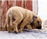 Small Photo #66 Mastiff Puppy For Sale in WAKARUSA, IN, USA