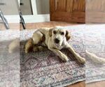 Small Golden Retriever Mix
