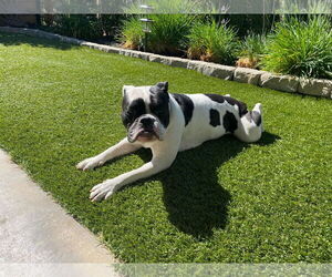 Bulldog Dogs for adoption in Costa Mesa , CA, USA