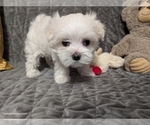 Small #3 Maltese