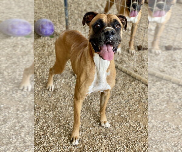 Medium Photo #2 Boxer Puppy For Sale in Austin, TX, USA