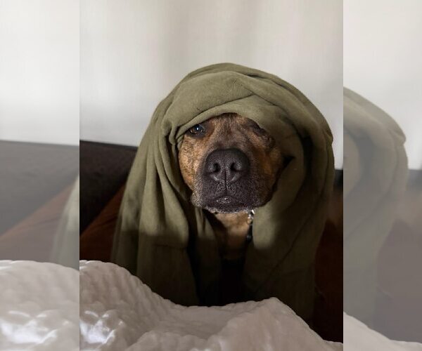 Medium Photo #2 Boxer-Unknown Mix Puppy For Sale in Jackson Township, NJ, USA